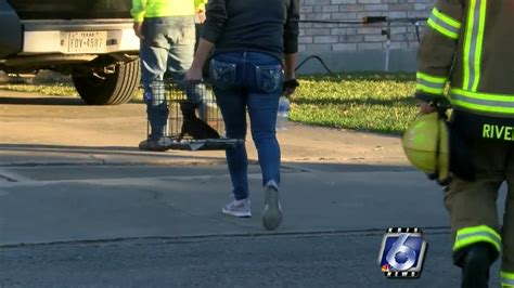 Image result for Exploding Chihuahua