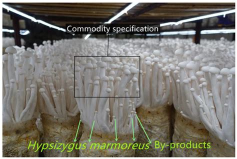 Grey Correlation Analysis of Drying Characteristics and Quality of ...