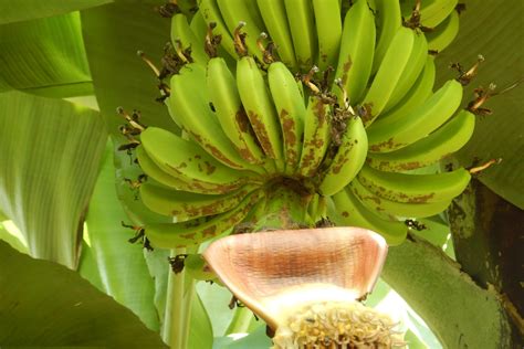 Pests, diseases & disorders – Better Bananas