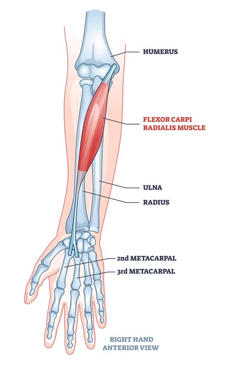 Little League Elbow — Lake Washington Physical Therapy