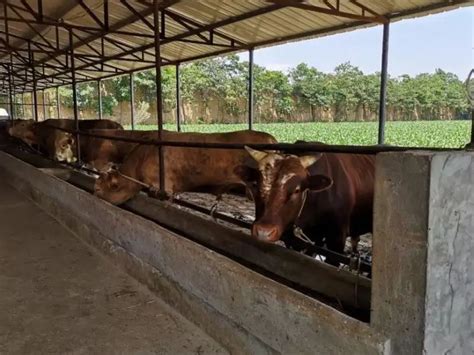 黄牛养殖场 黄牛牛苗价格批发价格 山东菏泽 改良肉牛 牛-食品商务网