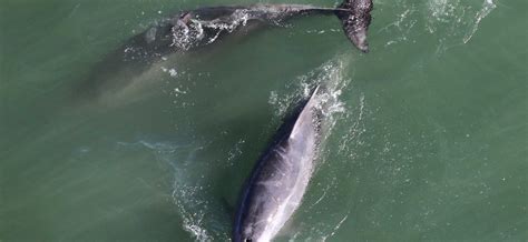 Dolphin 的图像结果