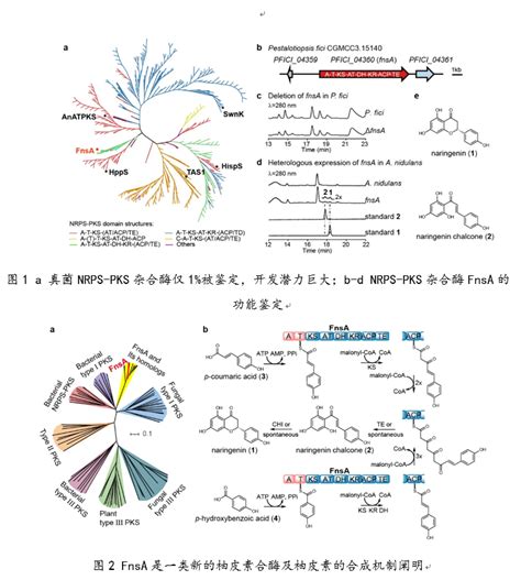 我国科学家发现病原菌全新致病机制|霉菌|宿主|真菌_新浪科技_新浪网