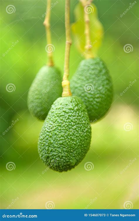Fresh Avocado Fruits in Organic Garden in Rainy Season Stock Image ...