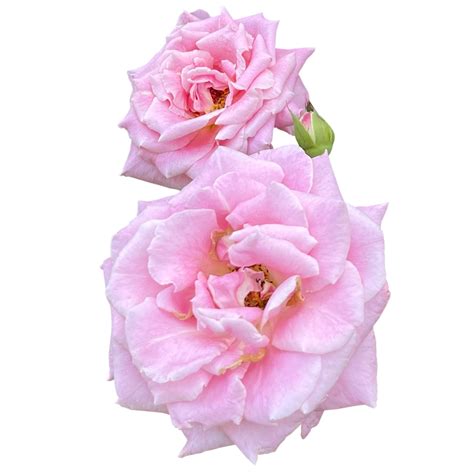 Damask rose Plant 24807651 PNG