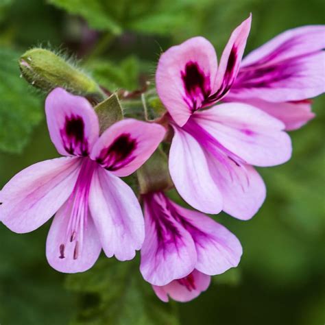 35+ Seeds- Citronella Geranium Flower Seeds - Natural Insect Repellent ...