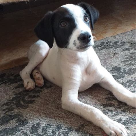 Frankie » Kanarenhunde e.V.