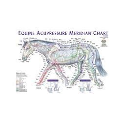 Equine Acupressure Meridian Composite Chart Horse Lake Forest ...
