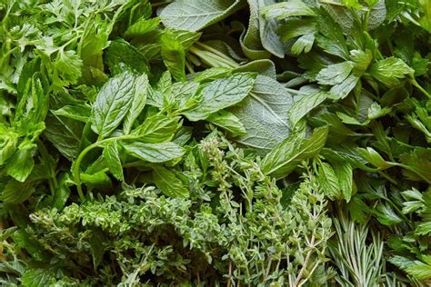 Herbs Important Facts at Magda Salas blog
