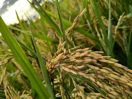 New varieties of Basmati will give more yield