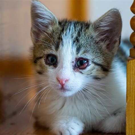 Eye Drops For Eye Infection In Cats at Terri Kent blog