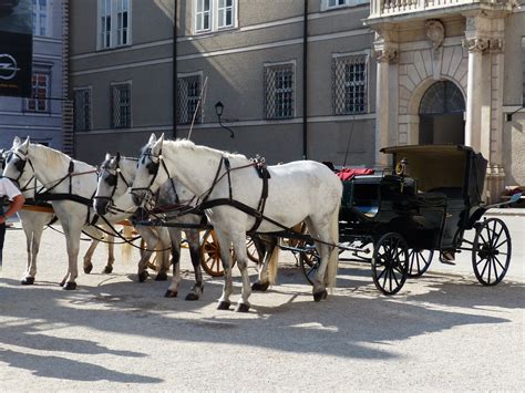 horse drawn carriage, vertebrate, domestic, building exterior, tourism ...