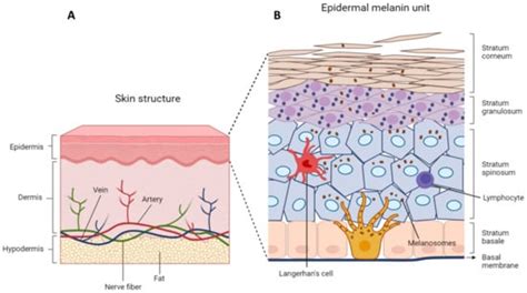 The Keratinocyte in the Picture Cutaneous Melanoma Microenvironment