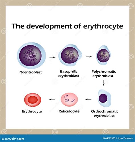 Blood Cells : Erythrocyte, Thrombocyte, Leukocyte Stock Image | CartoonDealer.com #11837827 - lifespan of red blood cells