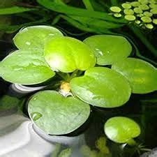 Frogbit Plant (Limnobium Laevigatum) Floating Aquarium and Pond(pack of ...