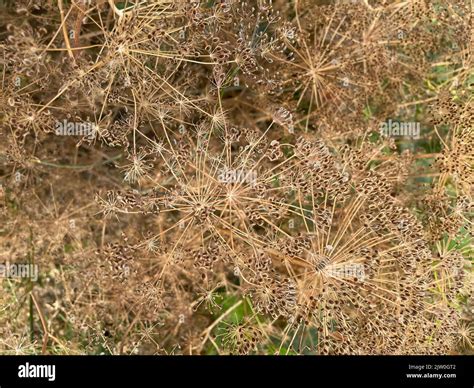 Variyadi hi-res stock photography and images - Alamy