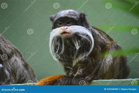 Emperor Tamarin Monkey with His Mouth Open Stock Photo - Image of ...