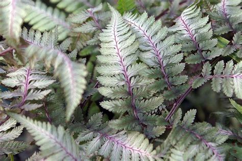 How to Grow and Care For Japanese Painted Ferns | Plantly