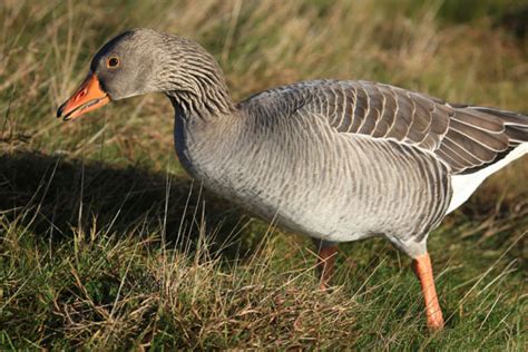 Image result for Processing Geese