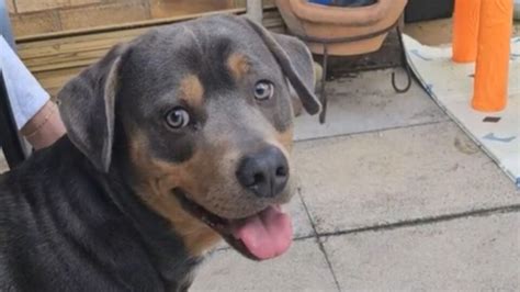 Have You Ever Seen A Dachshund Rottweiler Mix? This Is Your Chance