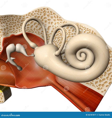 Ear drum stock illustration. Illustration of anatomical - 46787871