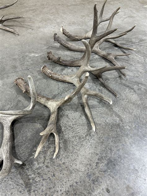 6 HUGE 4 point MULE DEER SHEDS some have cheaters . All right sides | eBay