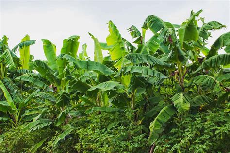 Banana Tree Leaves Poisonous