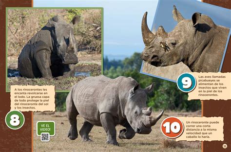 Rhino Roundup - Spanish Translation - NWF | Ranger Rick