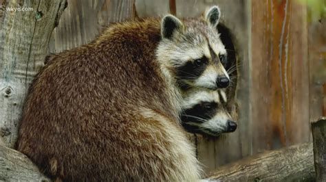 Raccoon With Distemper