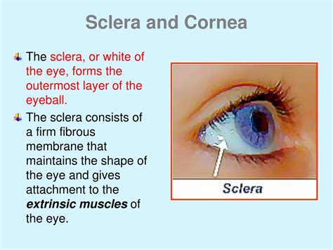 PPT - Light and Sight: How Do We See and Perceive Color? PowerPoint ...