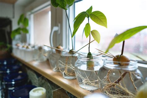 Growing Avocado From Pit Indoors Fool Proof Ways To Grow An Avocado
