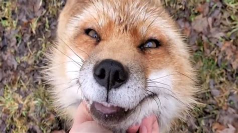 狐狸的叫声你听过么，原来是这样的，简直萌化了,搞笑,萌宠,好看视频