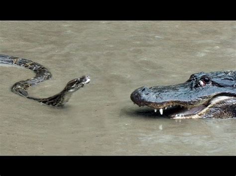 Image result for Alligator vs Python Nat Geo Wild