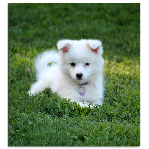 Mini American Eskimo Dog