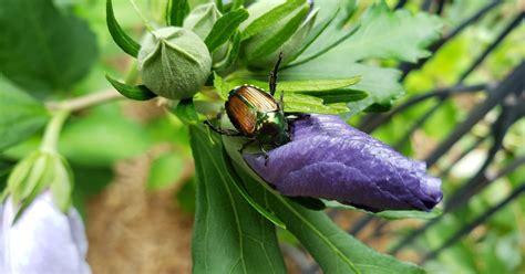 Image result for Note 9 Phone