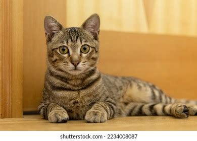 Image result for Sample HTML Code with Image