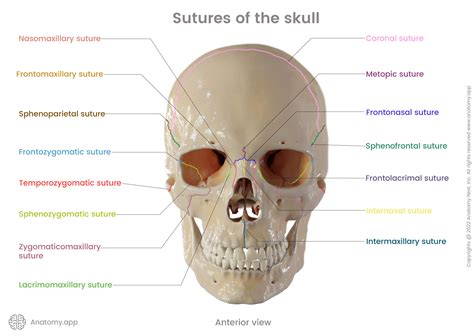 Skull | Encyclopedia | Anatomy.app | Learn anatomy | 3D models ...