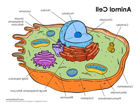 Draw A Neat Labelled Diagram Of Animal Cell And Plant Cell - Free ...