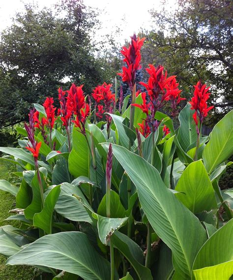 What Do Canna Lilies Look Like at Kathryn Ono blog