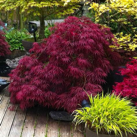 Red Dragon Japanese Maple Tree | Japanese maple tree landscape ...