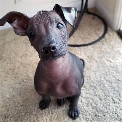 The Xoloitzcuintli - A Unique Hypoallergenic Dog (Complete Guide) | Ugly dogs, Hairless dog ...