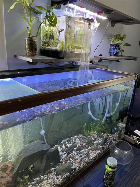 Setting Up a Turtle Tank 的图像结果