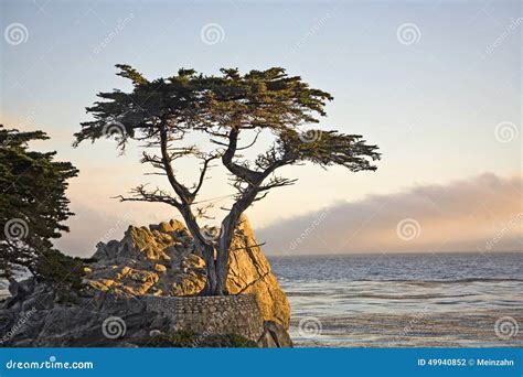 Lone Cypress Tree in California Editorial Photography - Image of cliff ...