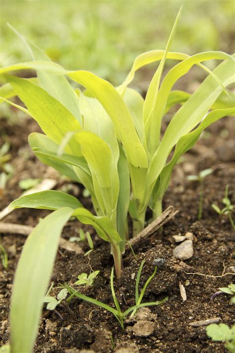 How To Shine Corn Plant Leaves at Charlie Oshanassy blog