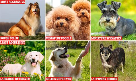 At What Age Are Dogs Most Aggressive