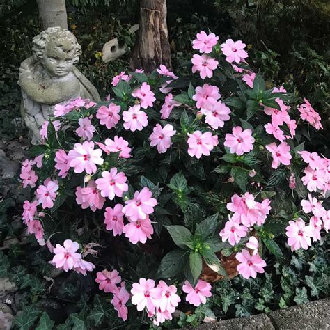 Are New Guinea Impatiens Perennials? + 5 Tips to Grow