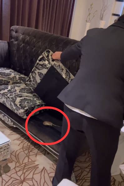 姑娘入住酒店6天后，发现沙发垫下竟藏着死老鼠…腿都吓软了