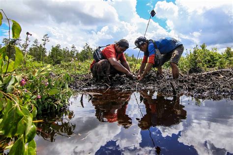 Restoring Ecosystems with Native Plants - Borneo Nature Foundation - ecosystem of new zealand