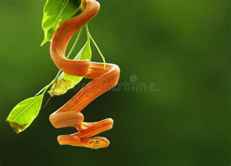 Amazon Tree Python 的图像结果