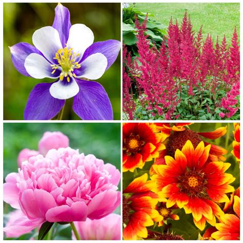 Full Sun Perennials - Sunny Home Gardens